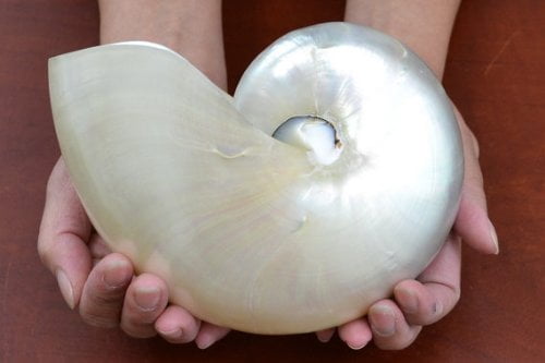 Large Decorative Seashell, Chambered Nautilus - Click here to see it on Amazon