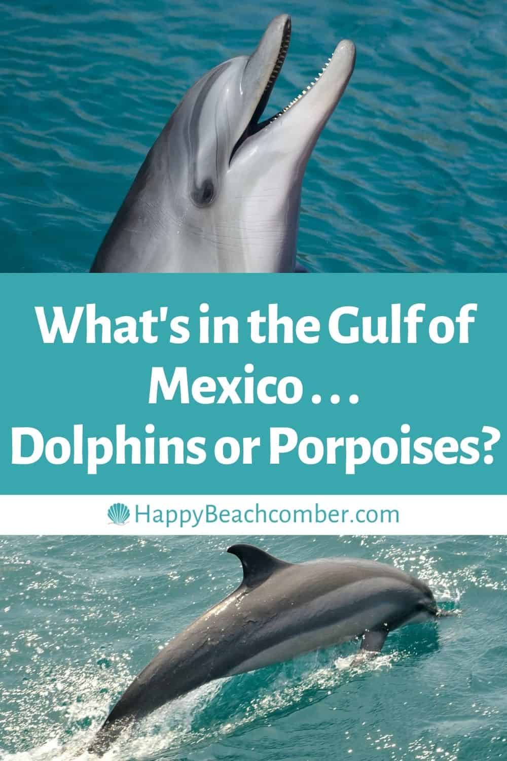 What's in the Gulf of Mexico ... Dolphins or Porpoises?