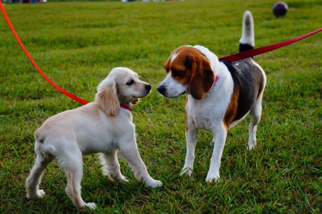 Dogs in Dog Park