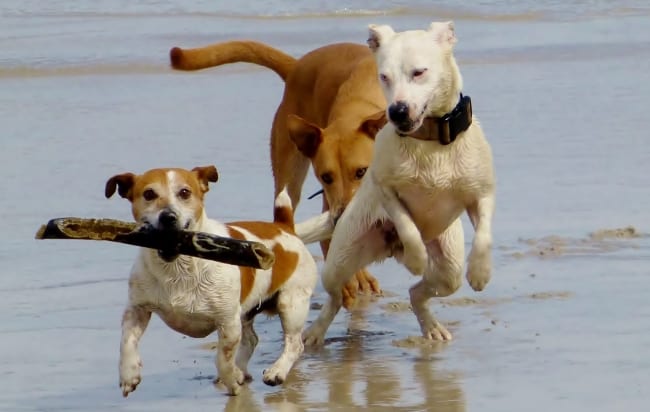 Dogs on Beach