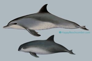 Dolphins or Porpoises? Which ones live in the Gulf of Mexico?