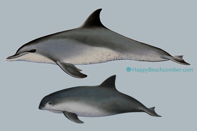 Dolphin or Porpoise