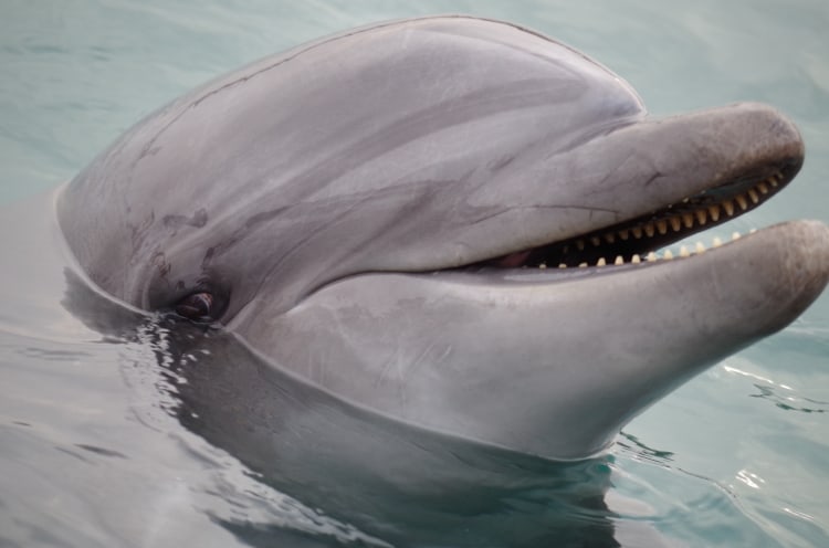 Bottlenose Dolphin