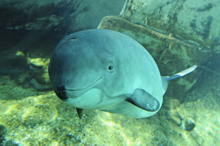 Jack, a harbour porpoise at Vancouver Aquarium