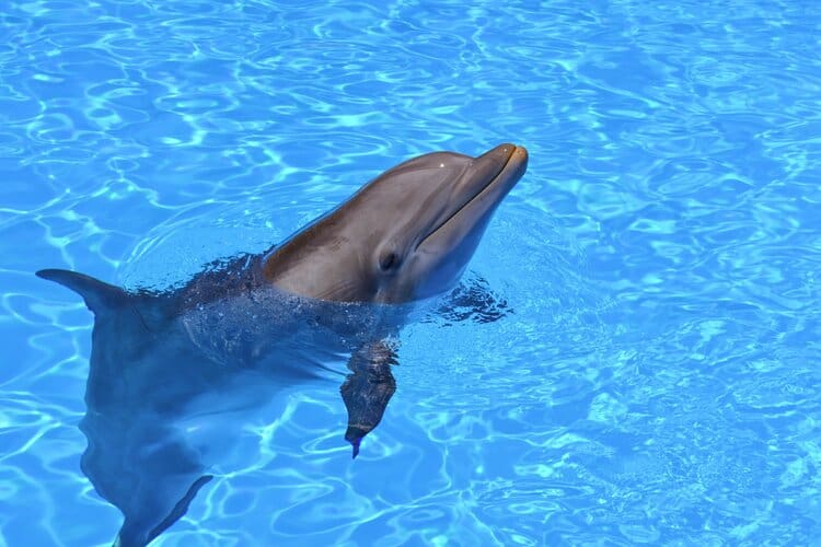Dolphin - photo by Damian Patkowski on Unsplash