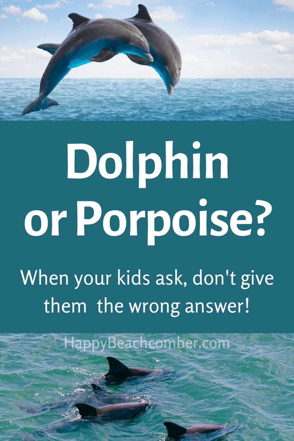 Dolphin or porpoise? When your kids ask, don't give them the wrong answer!
