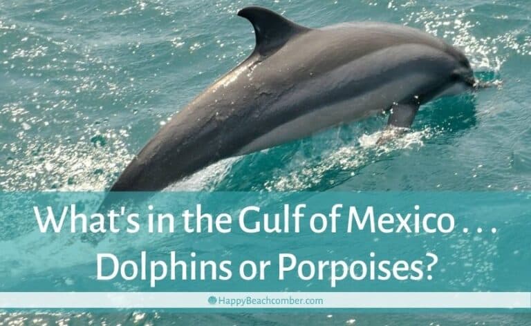 Does the Gulf of Mexico Have Dolphins or Porpoises?