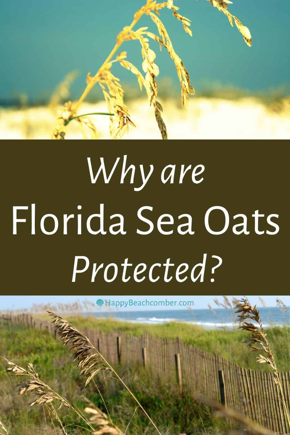 Why are Florida sea oats protected?