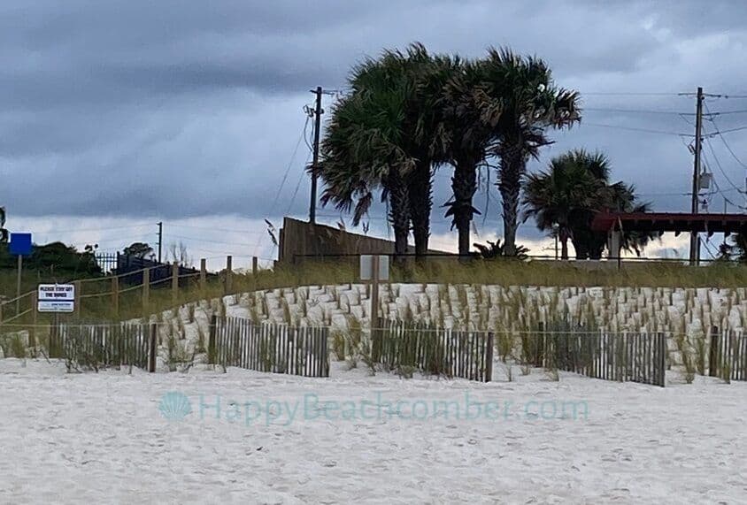 Florida sea oats and fences in sand dunes