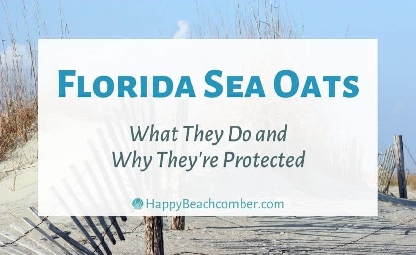 Florida Sea Oats - What They Do and Why They're Protected