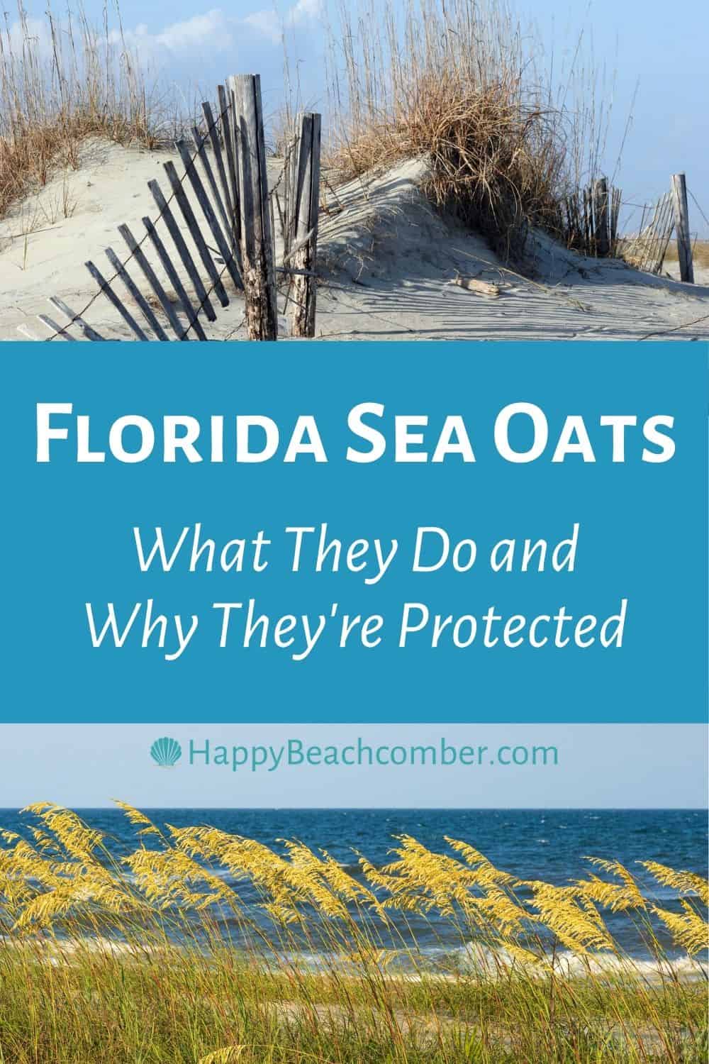 Florida Sea Oats