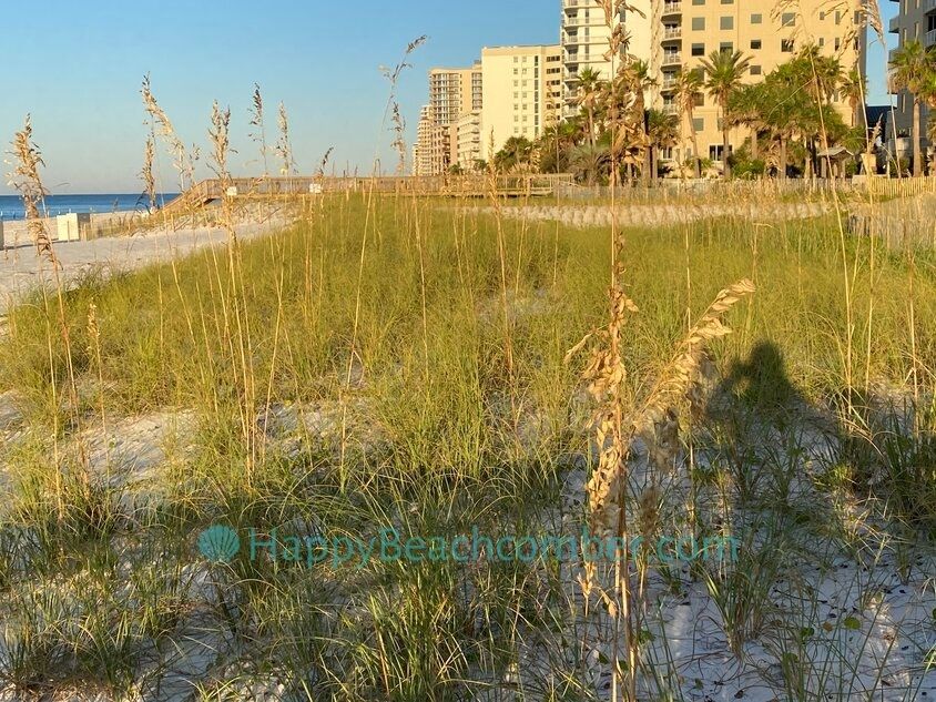 Sand dunes next to Beach Colony Resort, Perdido Key, Florida