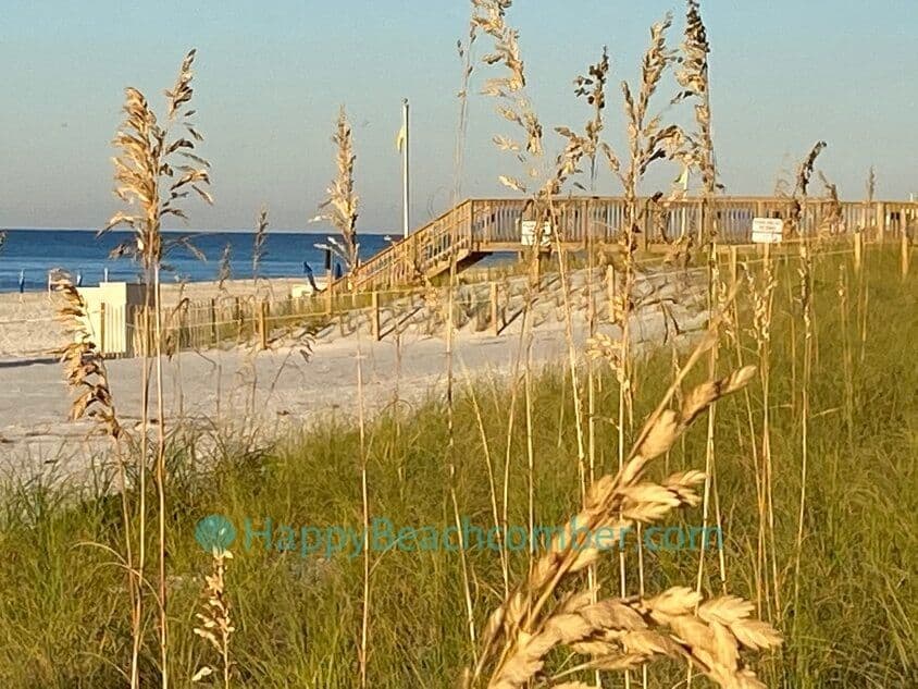 Sea oats, Beach Colony Resort, Perdido Key, Florida