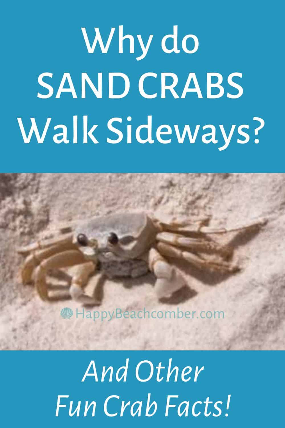 Why do sand crabs walk sideways?