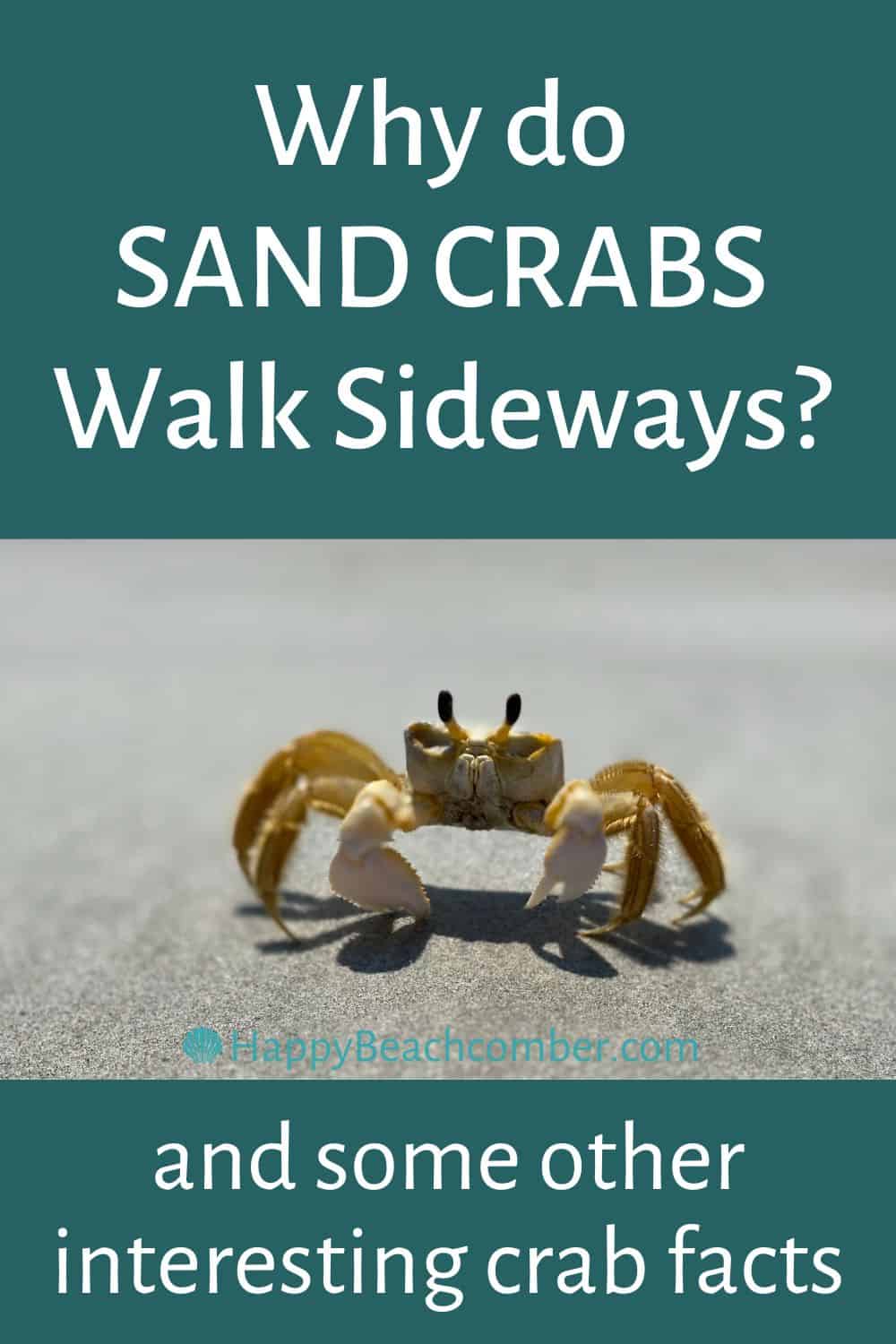 Why do sand crabs walk sideways?
