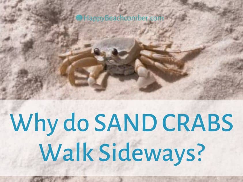 Why do sand crabs walk sideways?