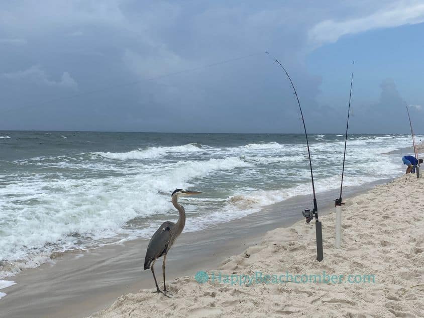 A Fisherman and a Bird