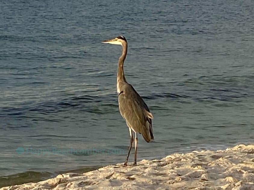 Heron on Pensacola Beach