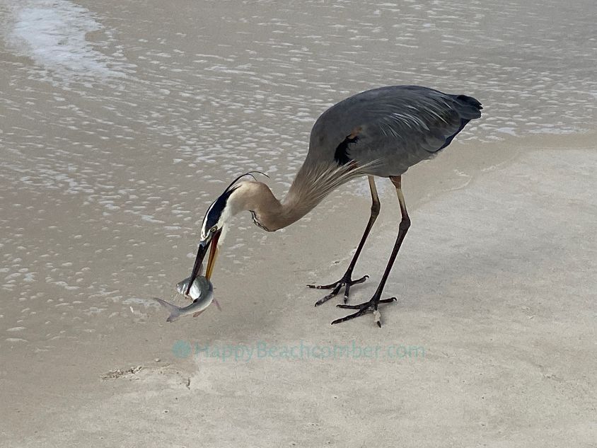 Heron Picking Up Catfish