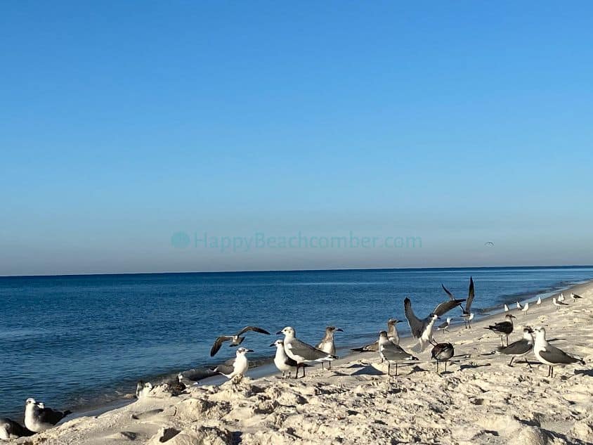 More Emerald Coast Birds