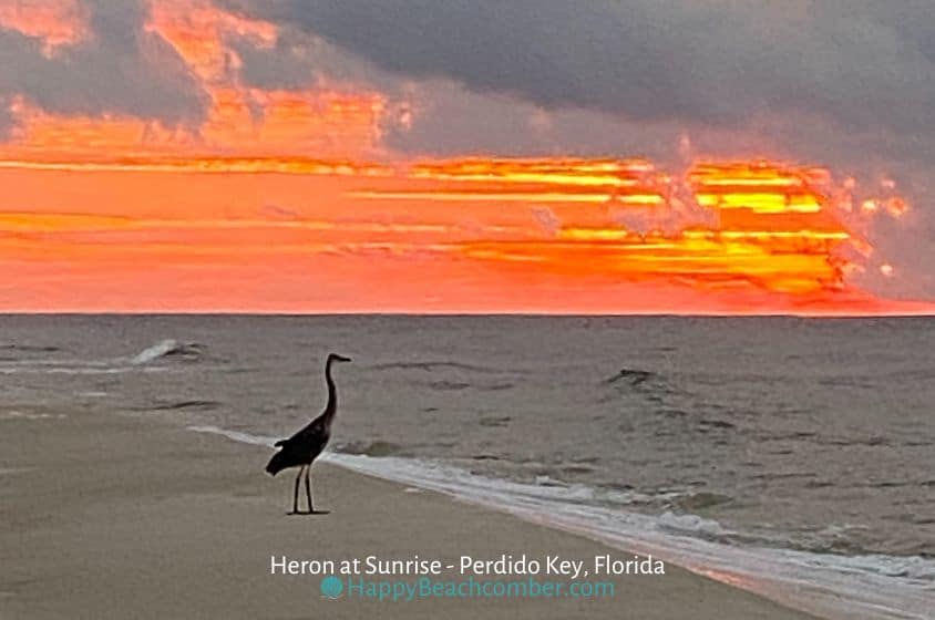 Heron at Sunrise, Perdido Key, FL - HappyBeachcomber.com