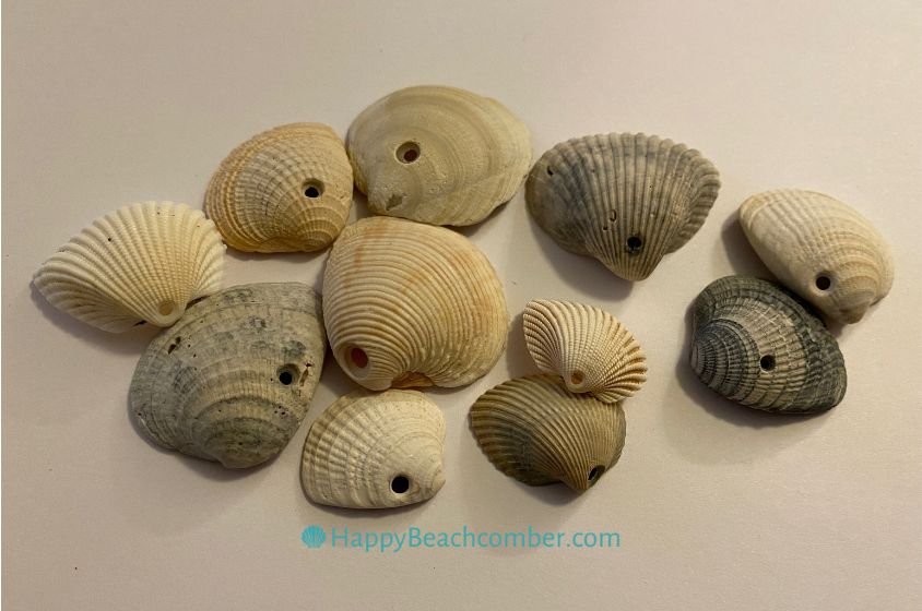 Seashells with Perfect Holes