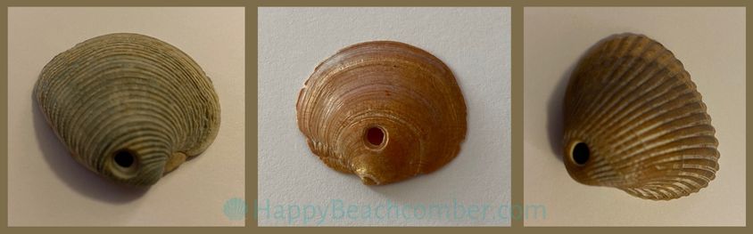 Seashells with Drill Holes from Moon Snails