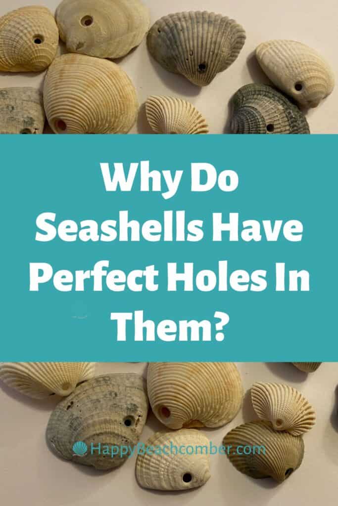 Why Do Seashells Have Perfect Holes In Them? Glad you asked!