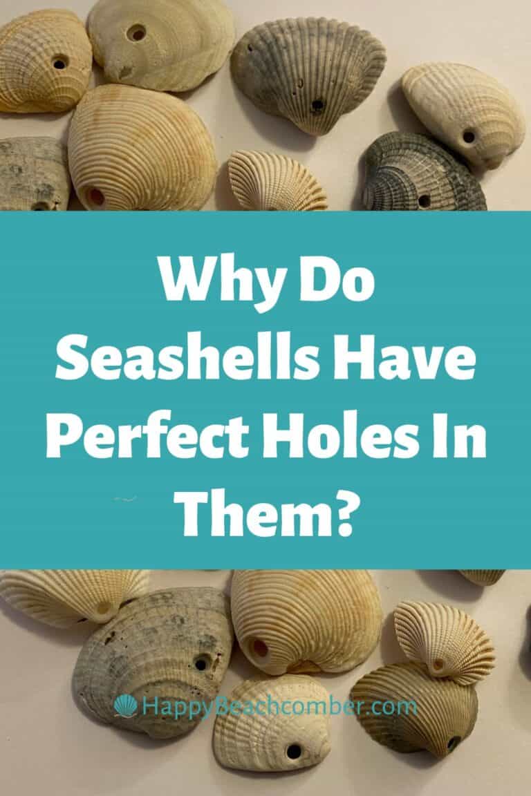 Why Do Seashells Have Perfect Holes In Them? Glad you asked!