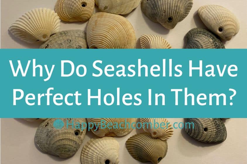 Why do seashells have perfect holes in them?