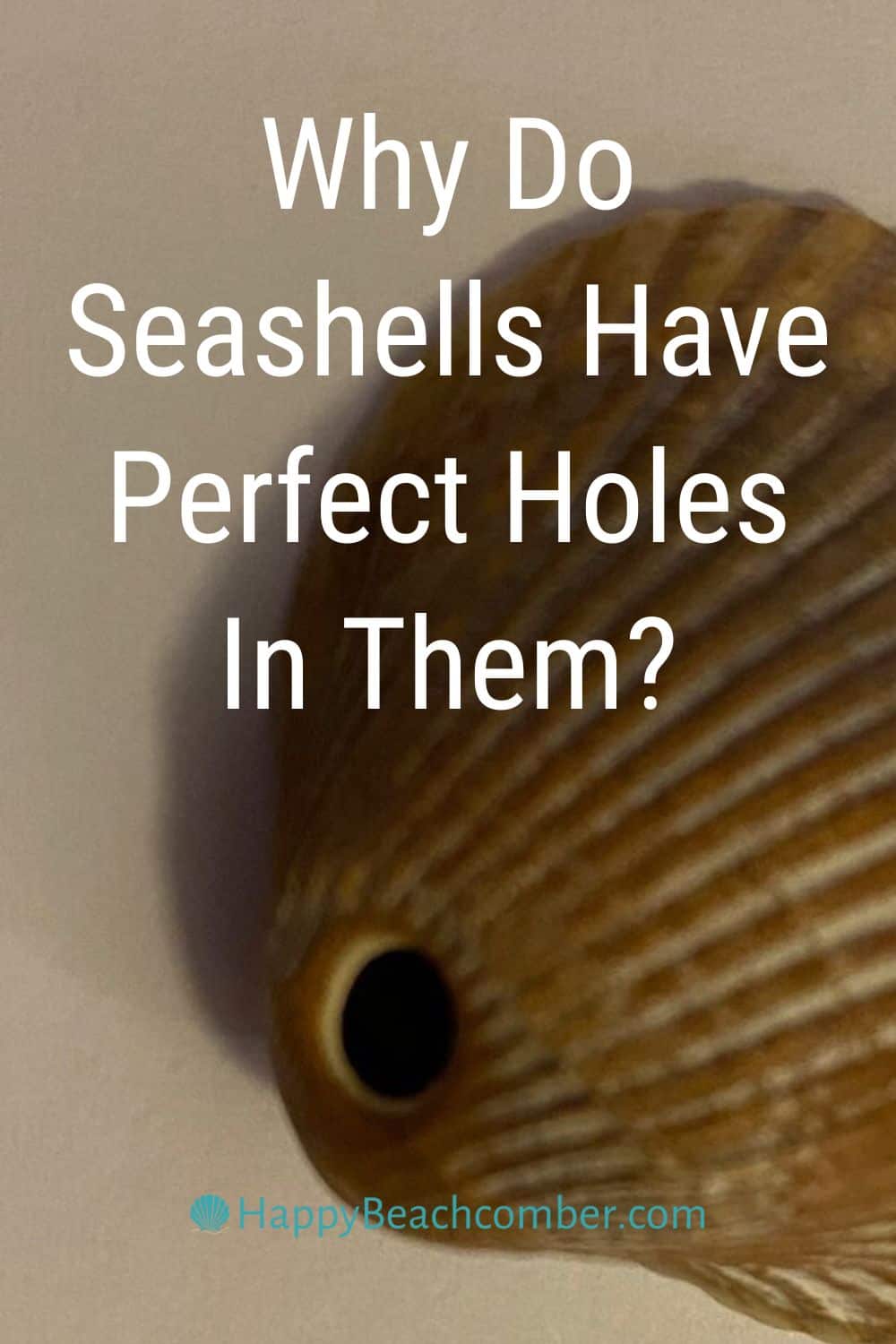 Why do seashells have perfect holes in them?