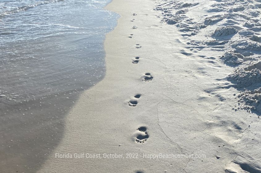 Walking on an Emerald Coast beach, October, 2022, HappyBeachcomber.com