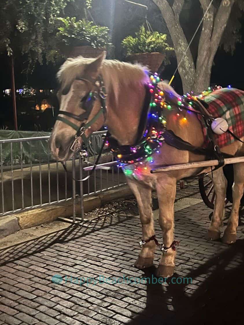 This lovely, patient horse is dressed for the season in a lighted collar and festive holiday blanket.