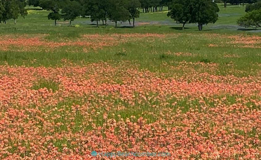 Texas wildflowers