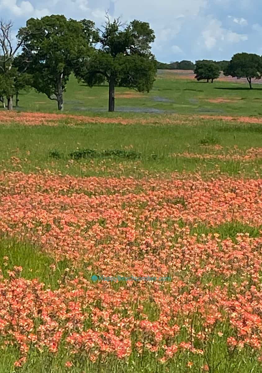 Indian paintbrush and bluebonnet wildflowers in Texas