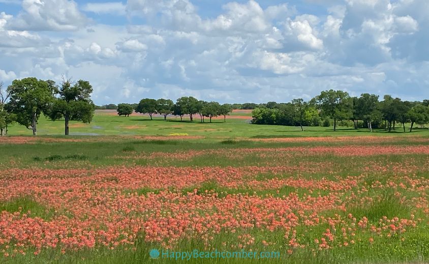 Texas wildflowers - blubonnets in the distance, Indian paintbrush in foreground