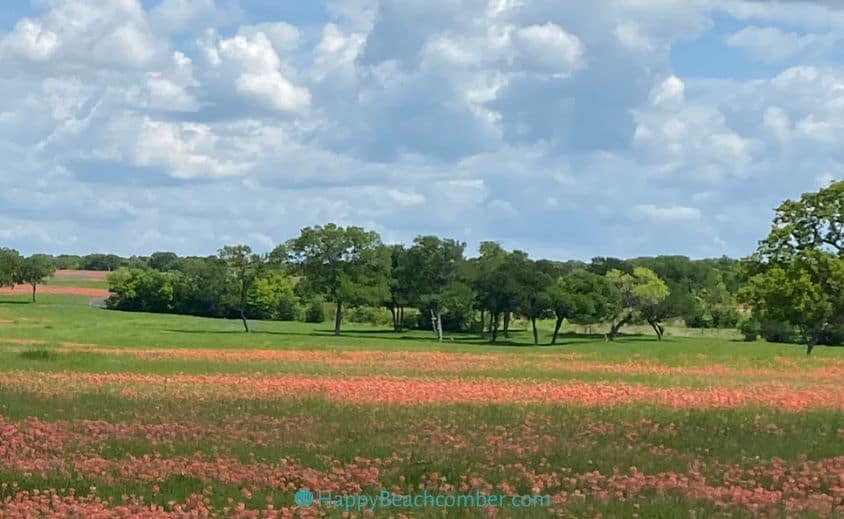 Indian paintbrush wildflowers in Texas