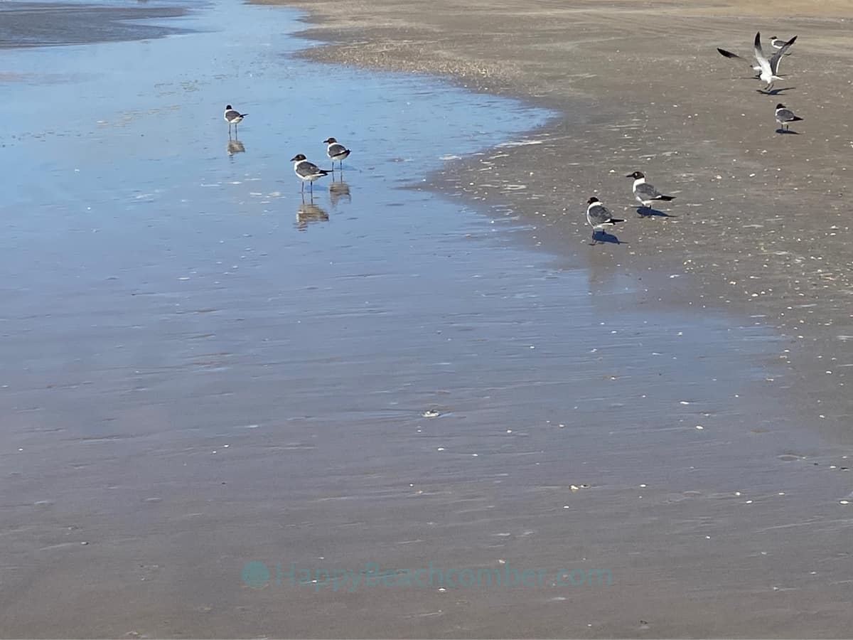 Birds on beach