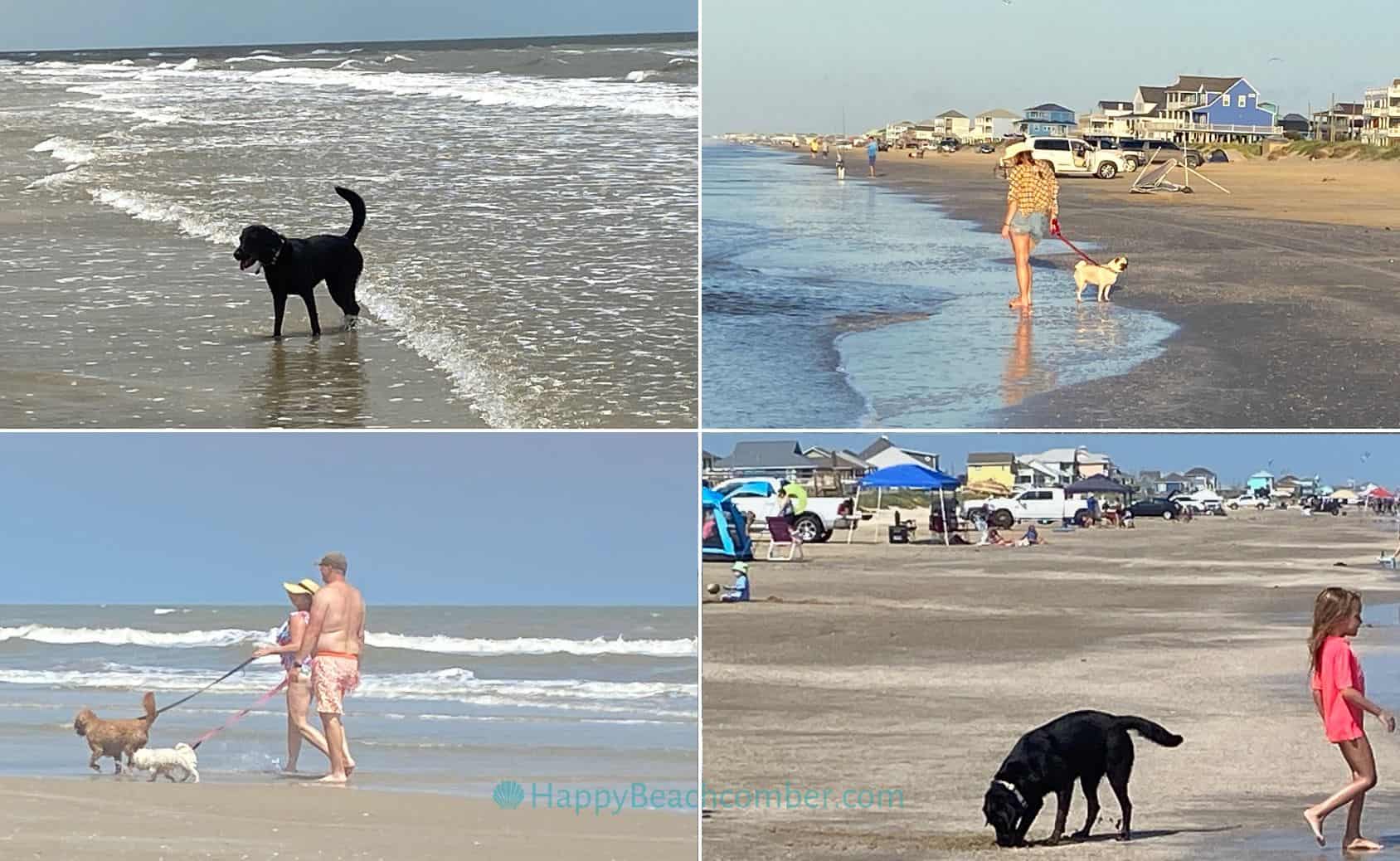 Dogs are allowed on the beach.