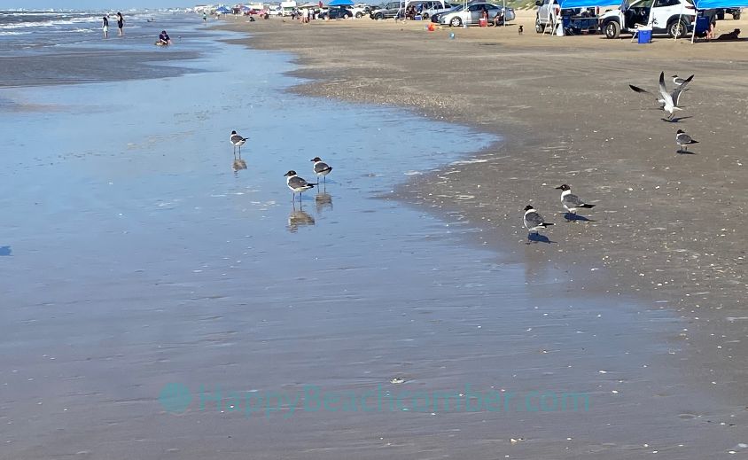 Vehicles on the Beach