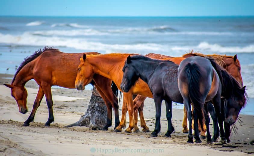 Corolla Beach Travel Guide - OBX Wild Horses