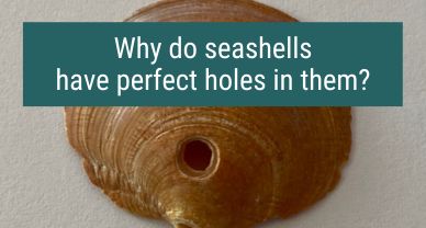 Why do seashells have perfect holes in them?