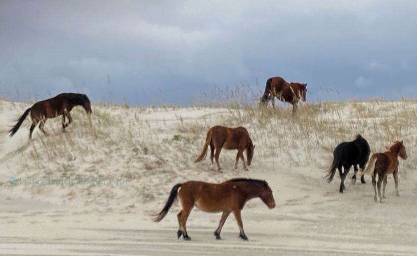 Horses grazing on the dunes.