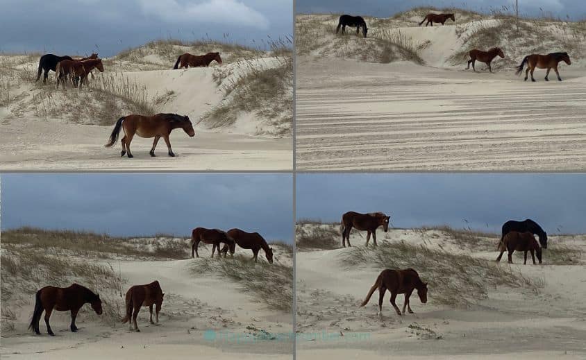 Horses walking among the dunes.