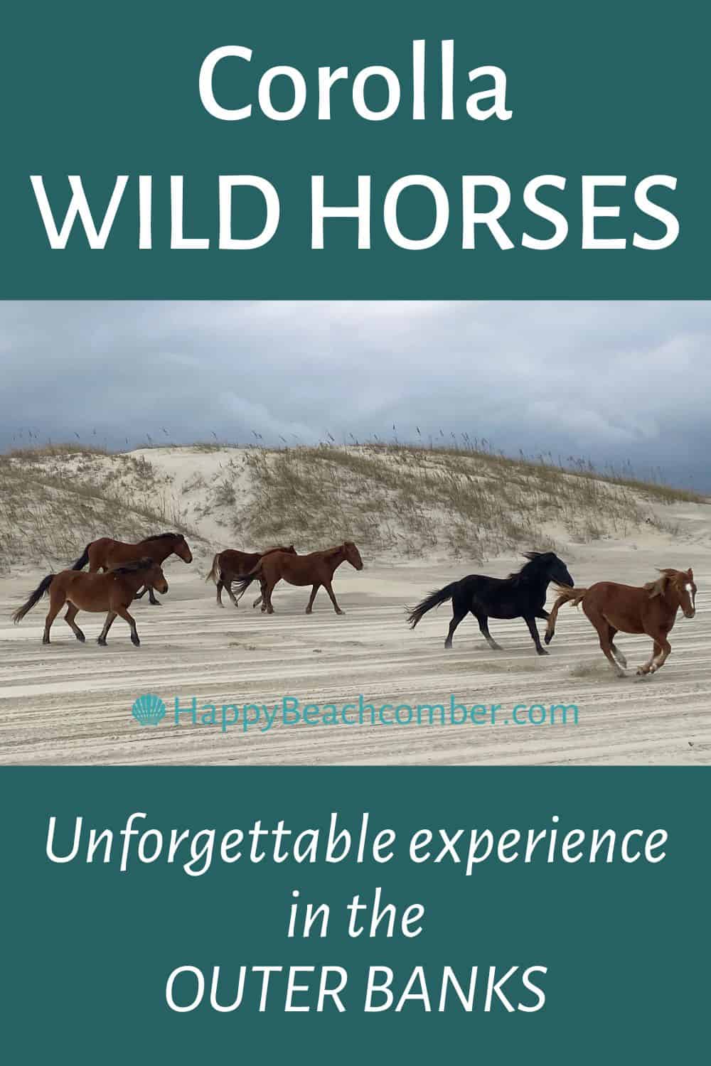 Corolla Wild Horses - Unforgettable experience in the Outer Banks